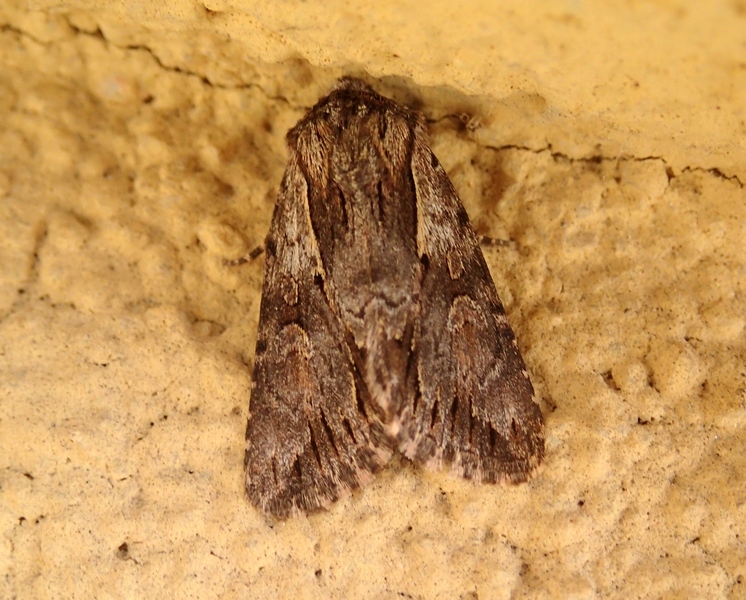 Noctuidae